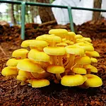 Ergothioneine benefits